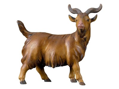 Hei. Ziegenbock color